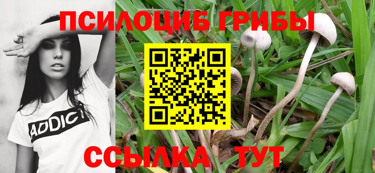 Псилоцибиновые грибы Cubensis  Вход с VPN  Фролово 